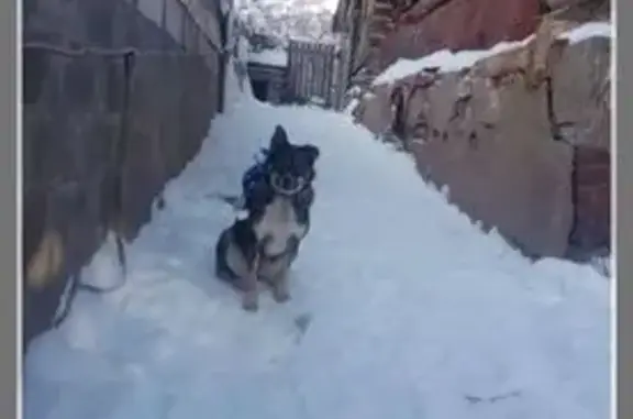 Пропала собака, ул. Софьи Перовской, Уфа