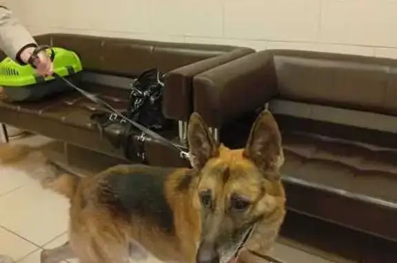 Найдена собака, Щапово, фото: Найден пес, метис овчарки, Щапово 37