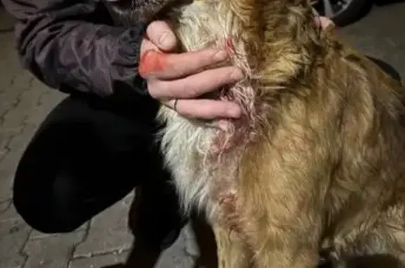 Собака найдена: Широкая ул, 2В, Дубовое