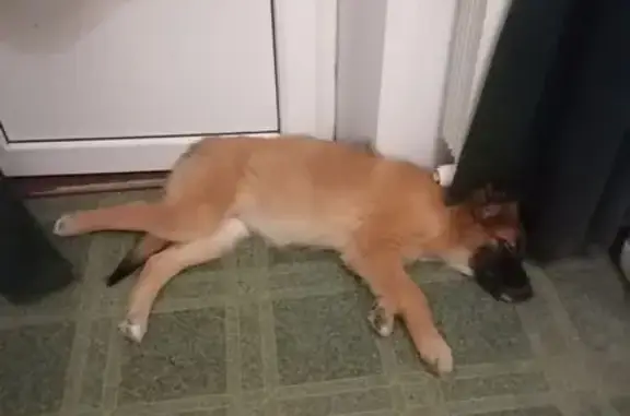 Пропала собака на Нижегородской, 16, Москва