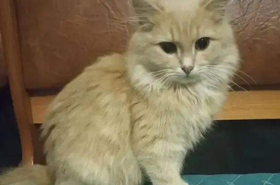 Кошка найдена на Красноармейской, 46А