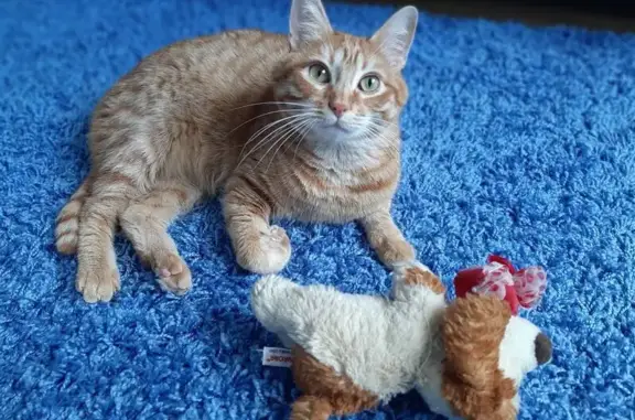 Кошки потеряшки, Москва, фото: Потеряшка кот Кайс, Суздальская 34 к2