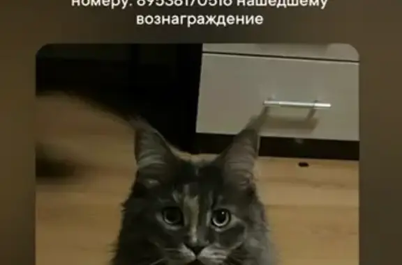 Кошки потеряшки, , фото: Потеряшка кошка, Московское шоссе, 157