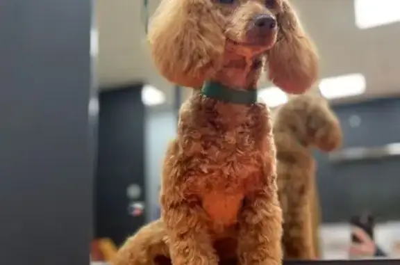 Пропала собака, пр. 40-летия Победы, 68