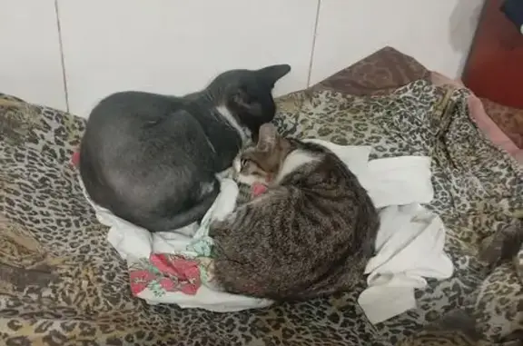 Найдена кошка, Кемеровская область, фото: Кошки найдены: Кемерово, Кемеровская обл.