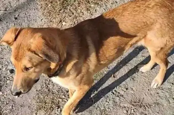 Пропала собака на Складской улице, Пенза