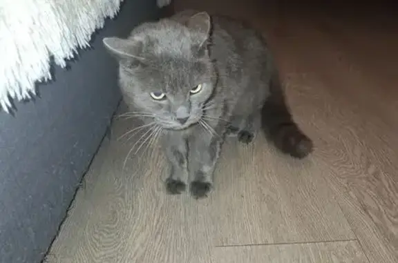 Найдена кошка, Краснодарский край, фото: Найдена кошка, ул. Западный Обход