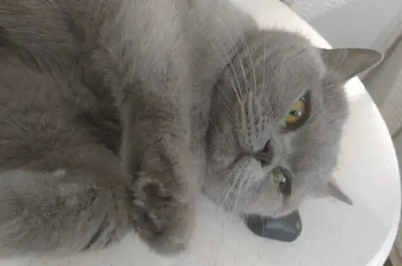 Кошки потеряшки, Санкт-Петербург, фото: Потеряшка кошка, пр. Славы, 64, СПб