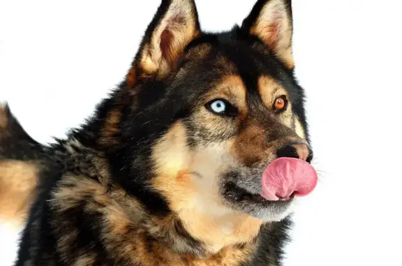 Пропала собака на Производственной, вл7