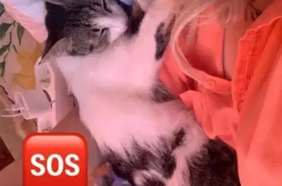 Пропала кошка, ул. Дементьева, 4, Тверь