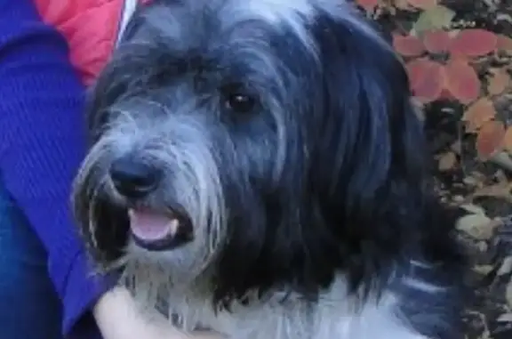 Собаки потеряшки, Волгоград, фото: Потеряшка собака на Новоузенской, 6, Волгоград