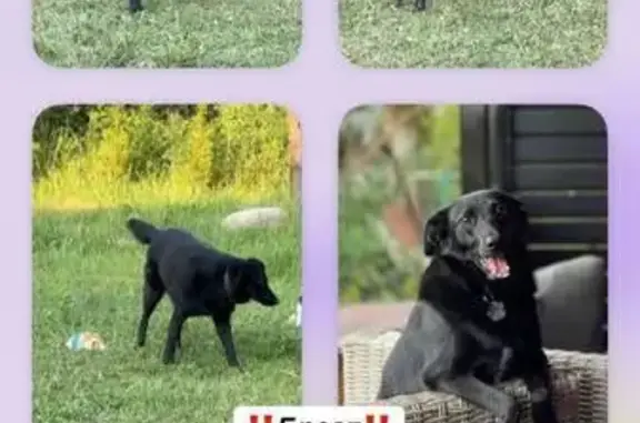 Собаки потеряшки, Брест, фото: Потеряшка собака, ул. Гоголя, 31, Брест