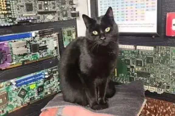Кошки потеряшки, , фото: Потеряшка черный котик, Круговая ул., 28