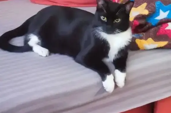 Пропала кошка, ул. Связистов 3 к2