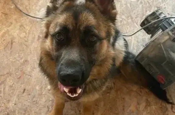 Собаки потеряшки, , фото: Потеряшка собака, Уфа, Башкортостан