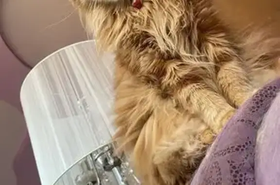 Пропала рыжая кошка, Манихино, МО