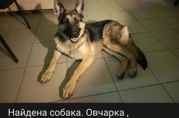 Собака найдена: ул. Карбышева, 47С, Волжский