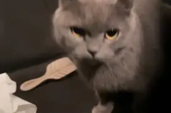 Кошка найдена, Видное, ул. 11А