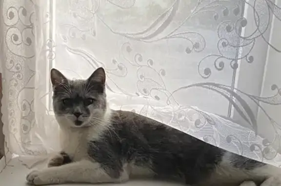 Объявления о пропавших и найденных животных, Борисоглебск, фото: Пропал кот Бивол, ул. Яблочкова, Борисоглебск