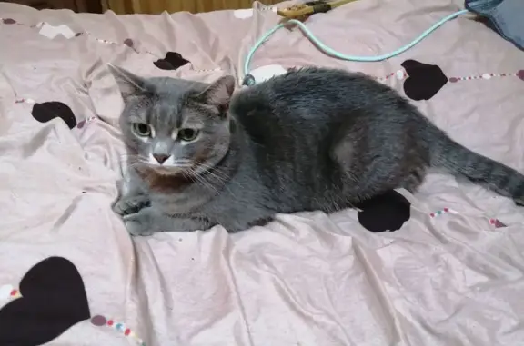 Найдена серая кошка, Жукова 15, Магнитогорск