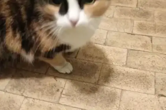 Найдена кошка, ул. Матросова 1А, Мытищи