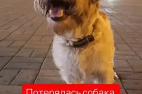 Собаки потеряшки, Хабаровск, фото: Потеряшка собака, Привокзальная пл., Хабаровск