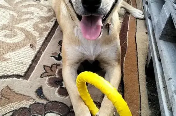 Собаки потеряшки, Челябинск, фото: Потеряшка собака, Дубовая ул. 18, Челябинск