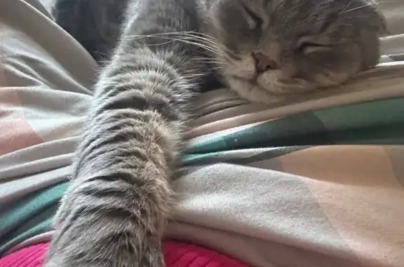 Пропала кошка, Архитектурный пр., Самара