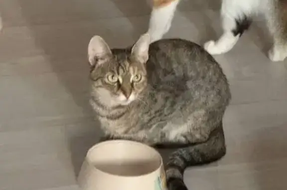 Пропала кошка, Бурковский пр., 40 к1, Королёв