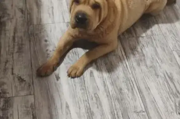 Найдена собака, Жуково, фото: Собака найдена у магазинов, ул. Исекеева 13А