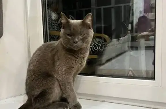 Найдена кошка, Челябинск, фото: Кот ищет дом, Новороссийская 103, Челябинск