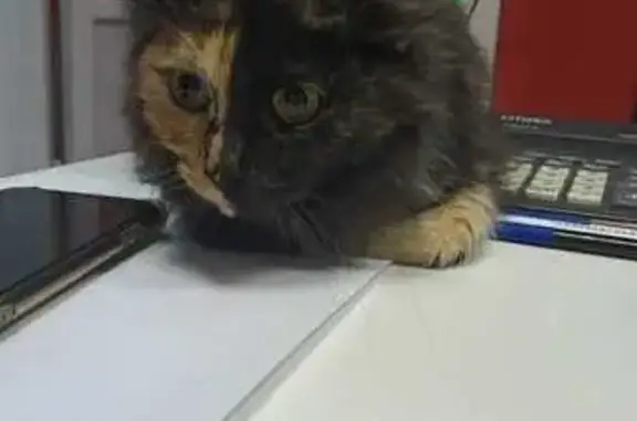 Найдена кошка, Уфа, фото: Найдена кошка на Ибрагимова, 42, Уфа
