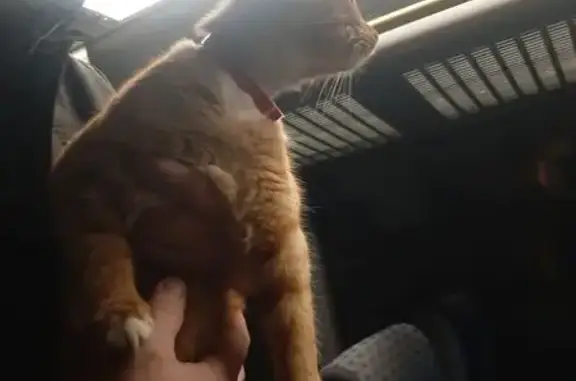 Найдена кошка, Кимры, фото: Кошка найдена: Борковское шоссе, Кимры