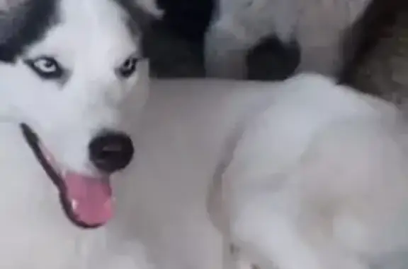 Пропала собака, Новоалтайск, Алтайский край