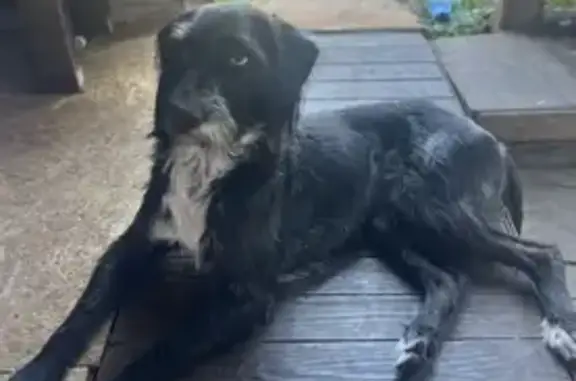 Собаки потеряшки, Коржевка, фото: Потеряшка собака в Ульяновской области