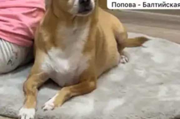 Пропала собака, ул. Попова, 127, Барнаул