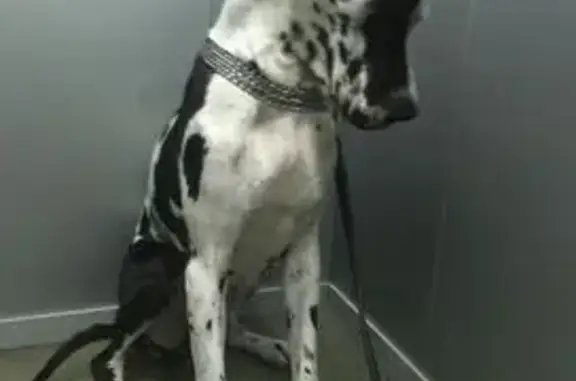 Пропала собака на Воткинском шоссе