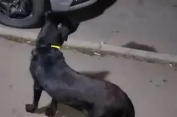 Найдена собака, Красное Поле, фото: Собака найдена: ул. Белопольского, 4