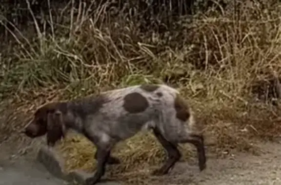 Собака найдена: пр. Победы 228, Челябинск