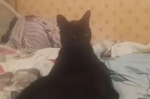 Кошки потеряшки, Мончегорск, фото: Потеряшка кот, пр. Металлургов 39, Мончегорск