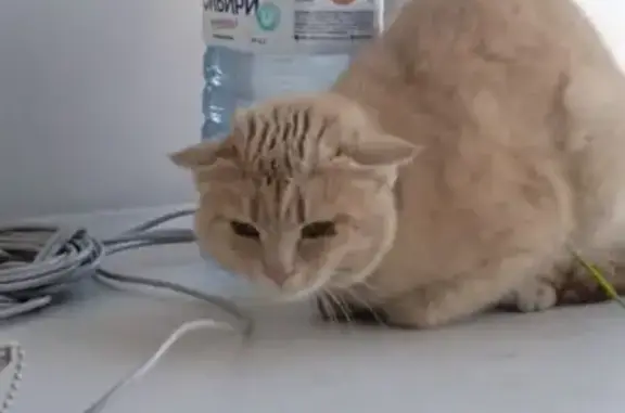 Кот у Колизея, Красноармейский 36, Барнаул