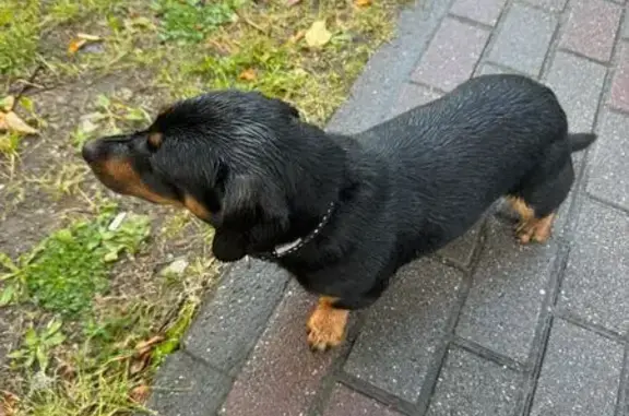 Найдена собака, Светлый, фото: Найдена собака: Советская ул. 18, Светлый