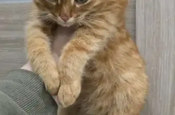 Рыжий котик найден на ул. Карла Маркса, 37