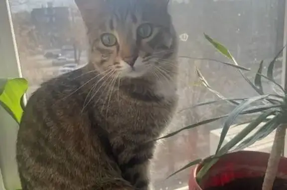 Кошки потеряшки, Орск, фото: Потеряшка кошка, Орск, ул. Станиславского