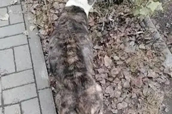 Найдена собака, Республика Алтай, фото: Собака найдена: Майма, Респ. Алтай