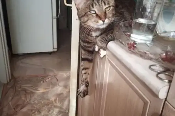 Кошки потеряшки, Самара, фото: Потеряшка кошка, Стара-Загора 65, Самара