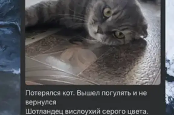 Пропала кошка, Емва, Коми