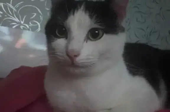 Кошки потеряшки, Набережные Челны, фото: Потеряшка кот Кузя, Набережные Челны 45/09