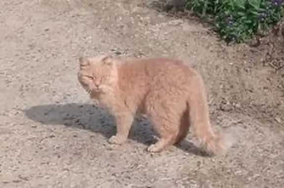 Пропала кошка, Нефтеюганск, ул. 3