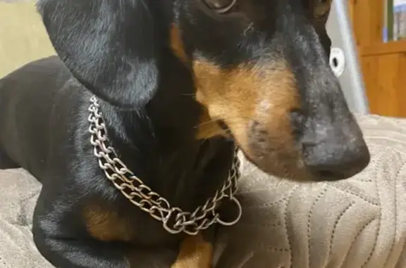 Собака найдена на пр. Красраб, 95, Красноярск